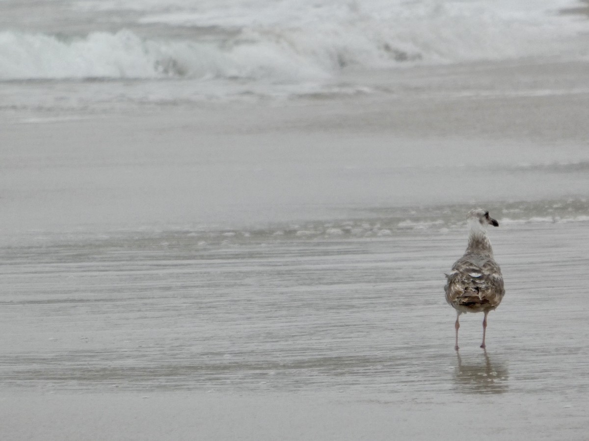 Western Gull - ML638547047