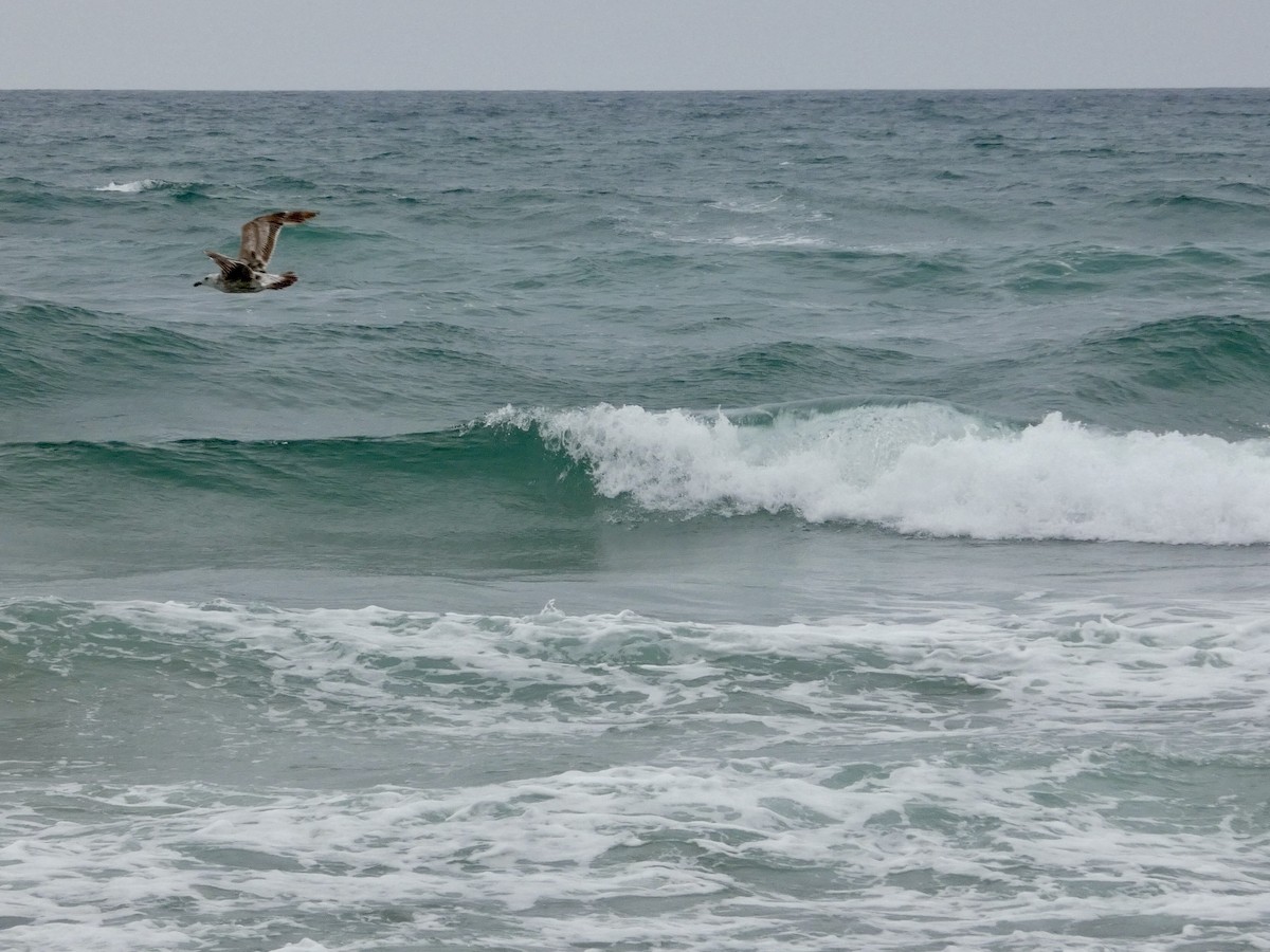 Western Gull - ML638547049