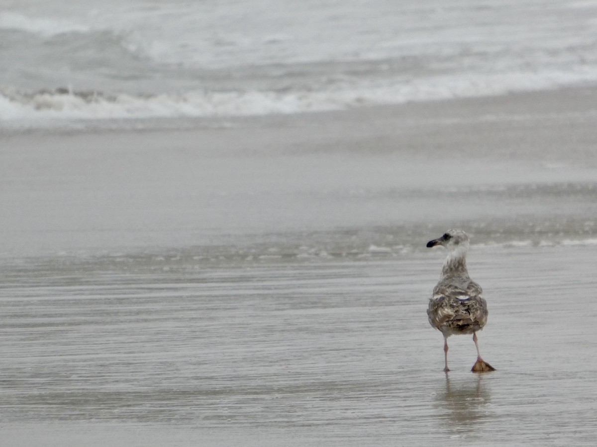 Western Gull - ML638547050