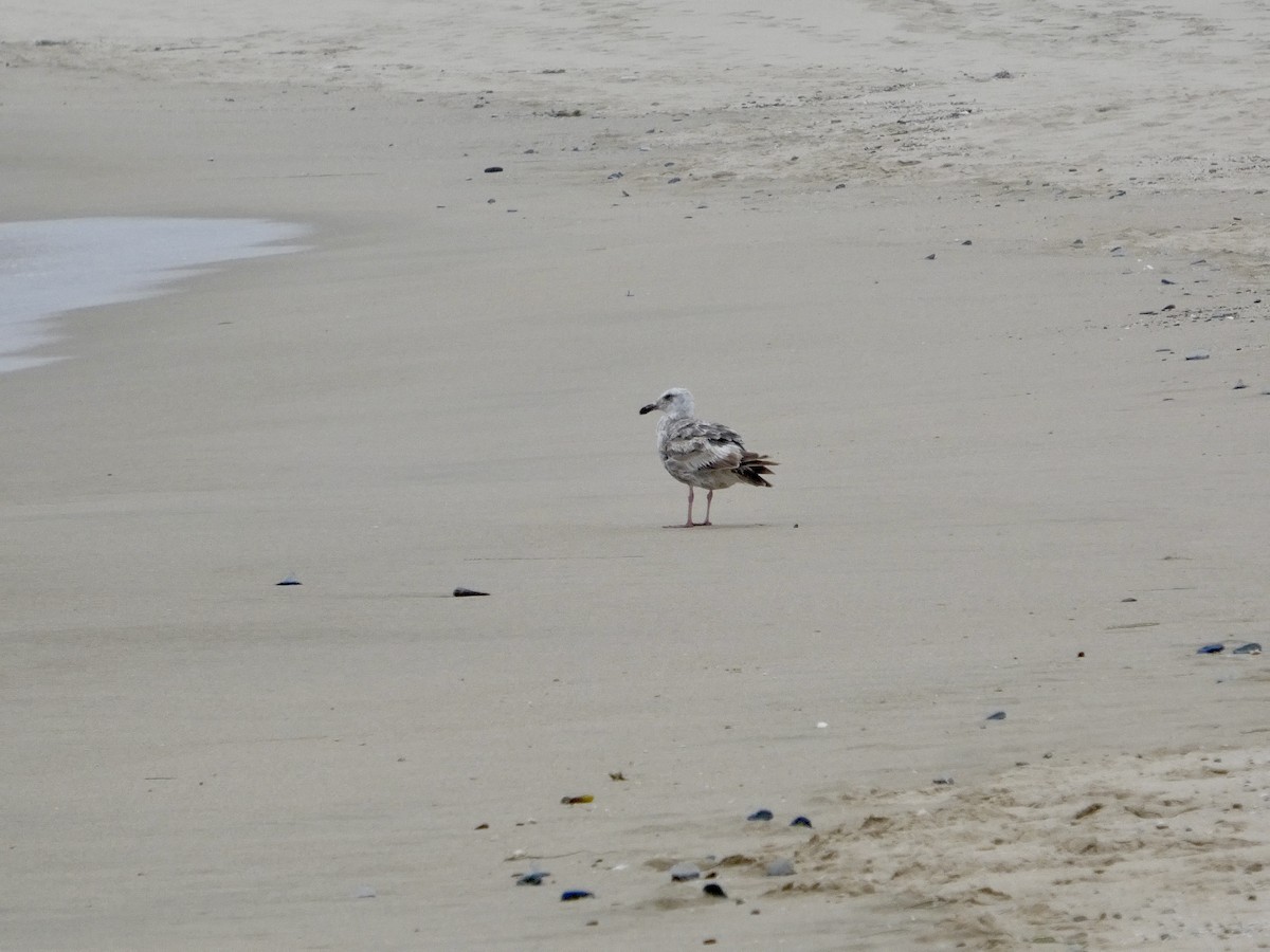 Western Gull - ML638547053