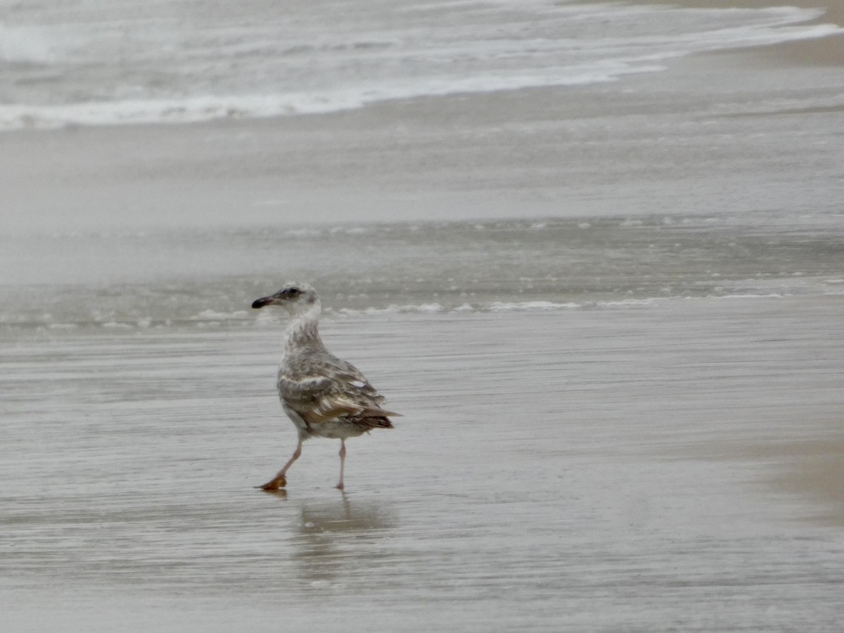 Western Gull - ML638547055