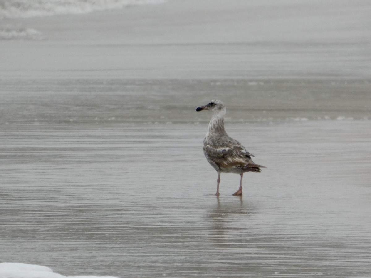 Western Gull - ML638547056