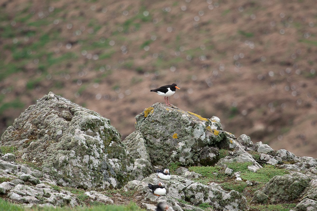 Eurasian Oystercatcher - ML638547061