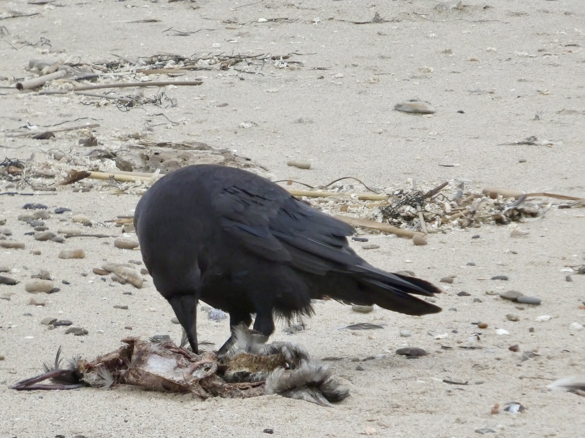 Common Raven - ML638547074