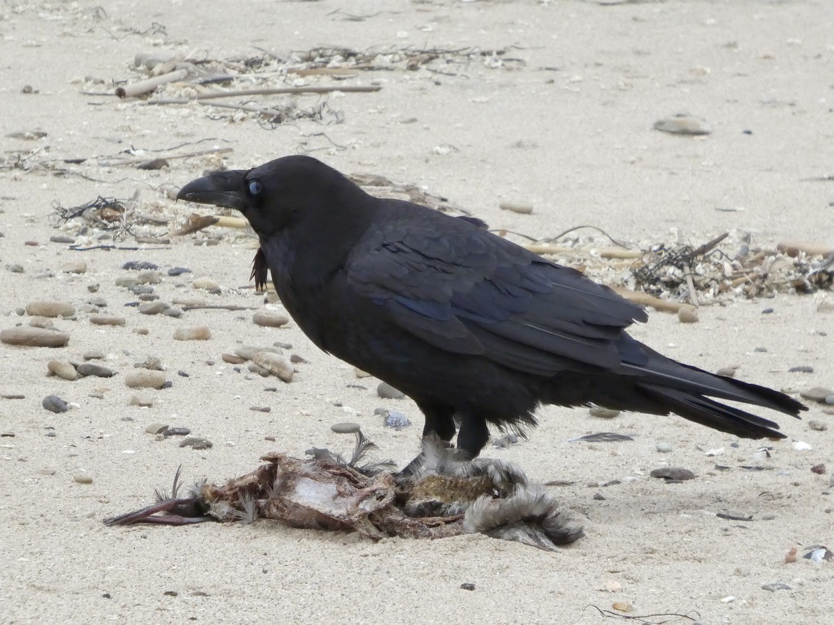 Common Raven - ML638547075