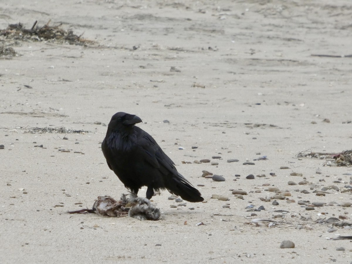 Common Raven - ML638547076