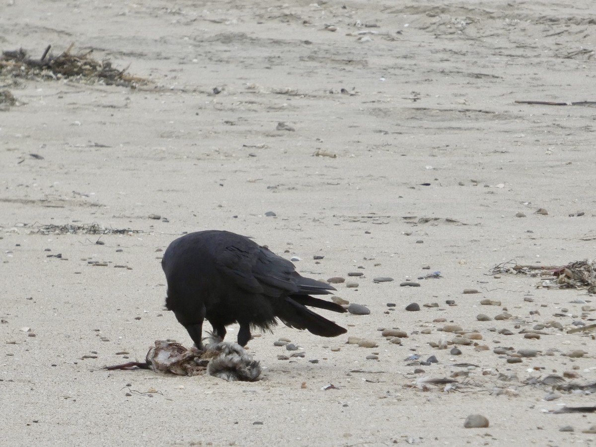 Common Raven - ML638547077