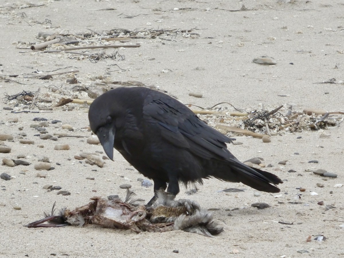Common Raven - ML638547078