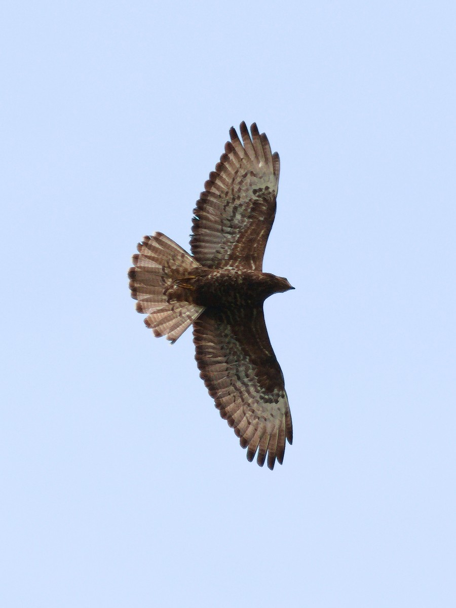 Wespenbussard - ML638547100