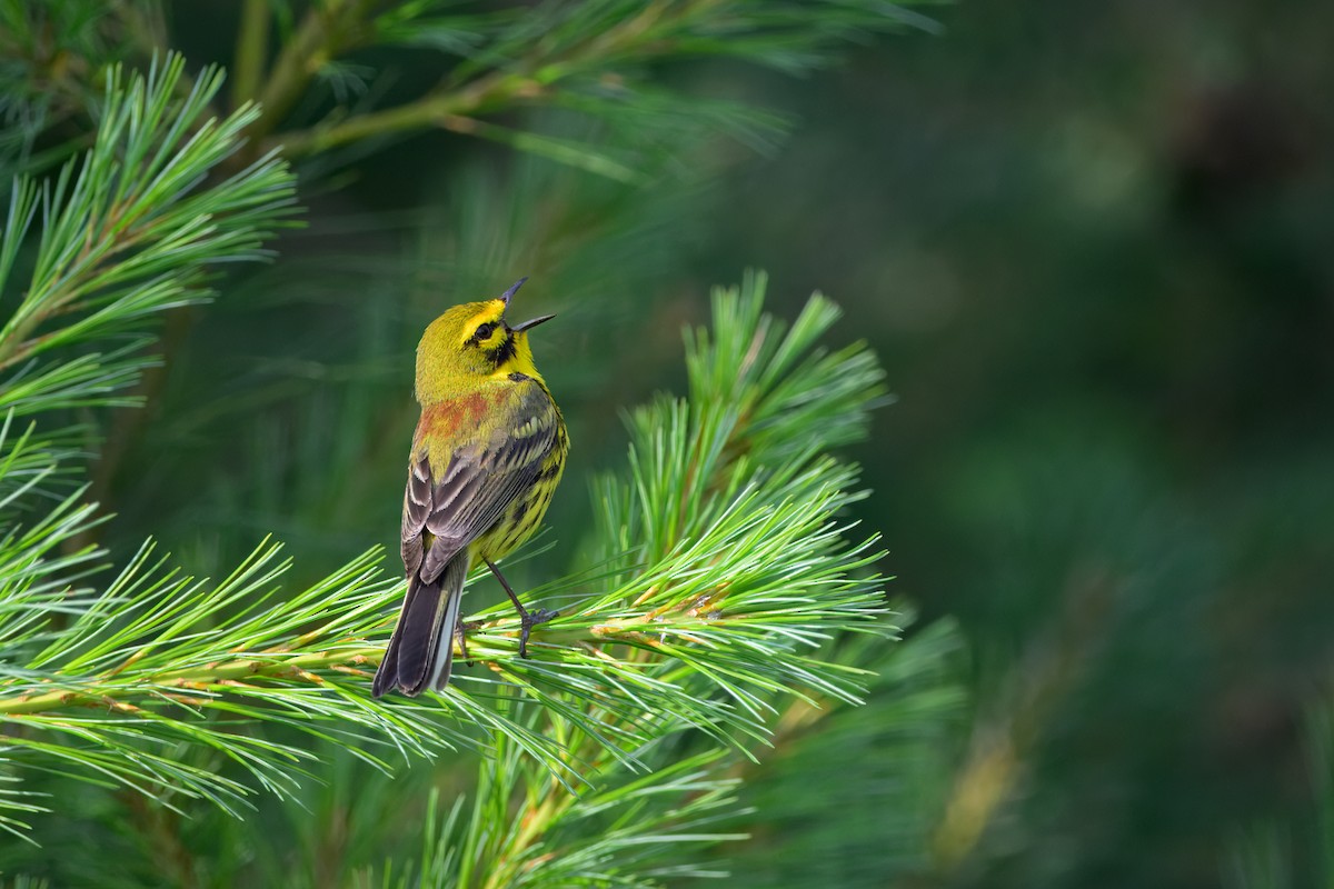 Prairie Warbler - ML638547133