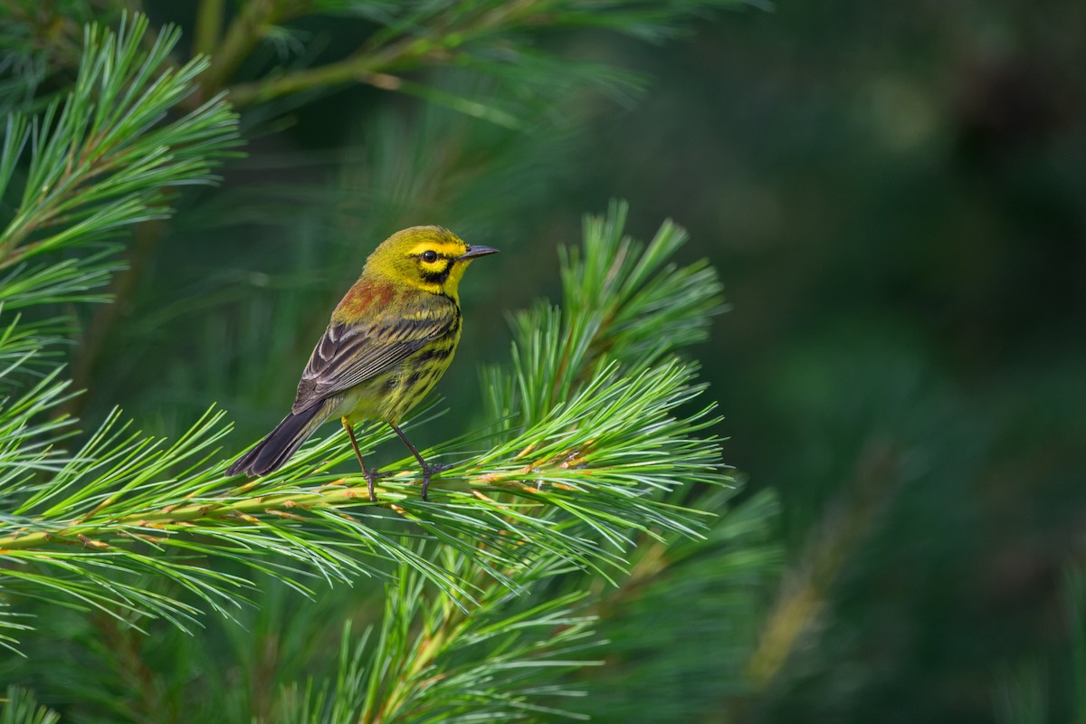 Prairie Warbler - ML638547134