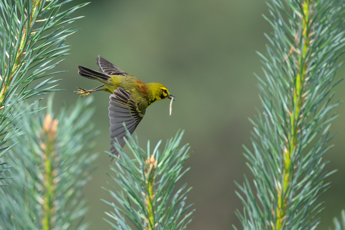 Prairie Warbler - ML638547135