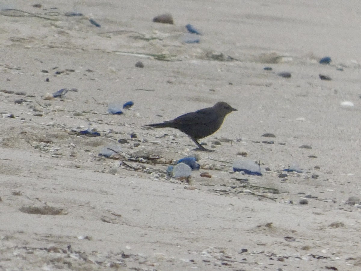 Brewer's Blackbird - ML638547143