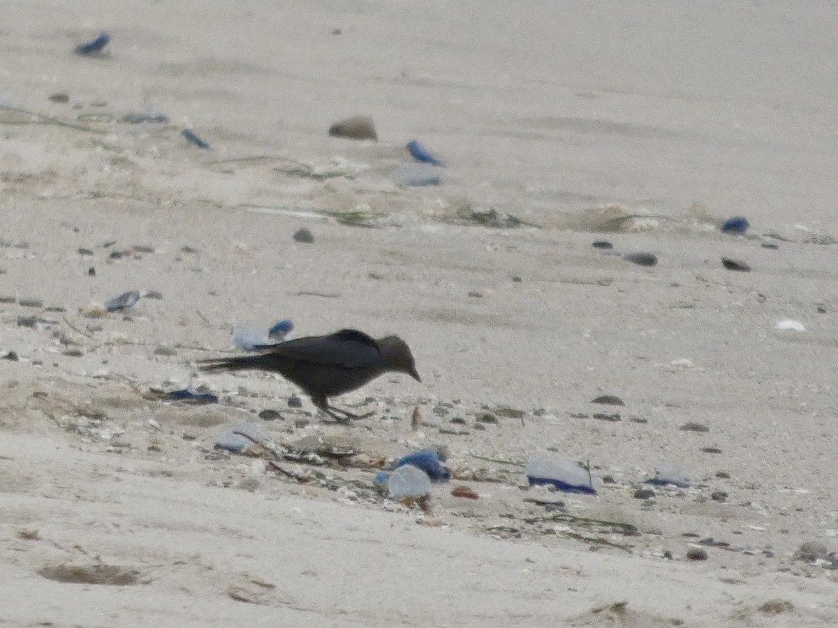 Brewer's Blackbird - ML638547144