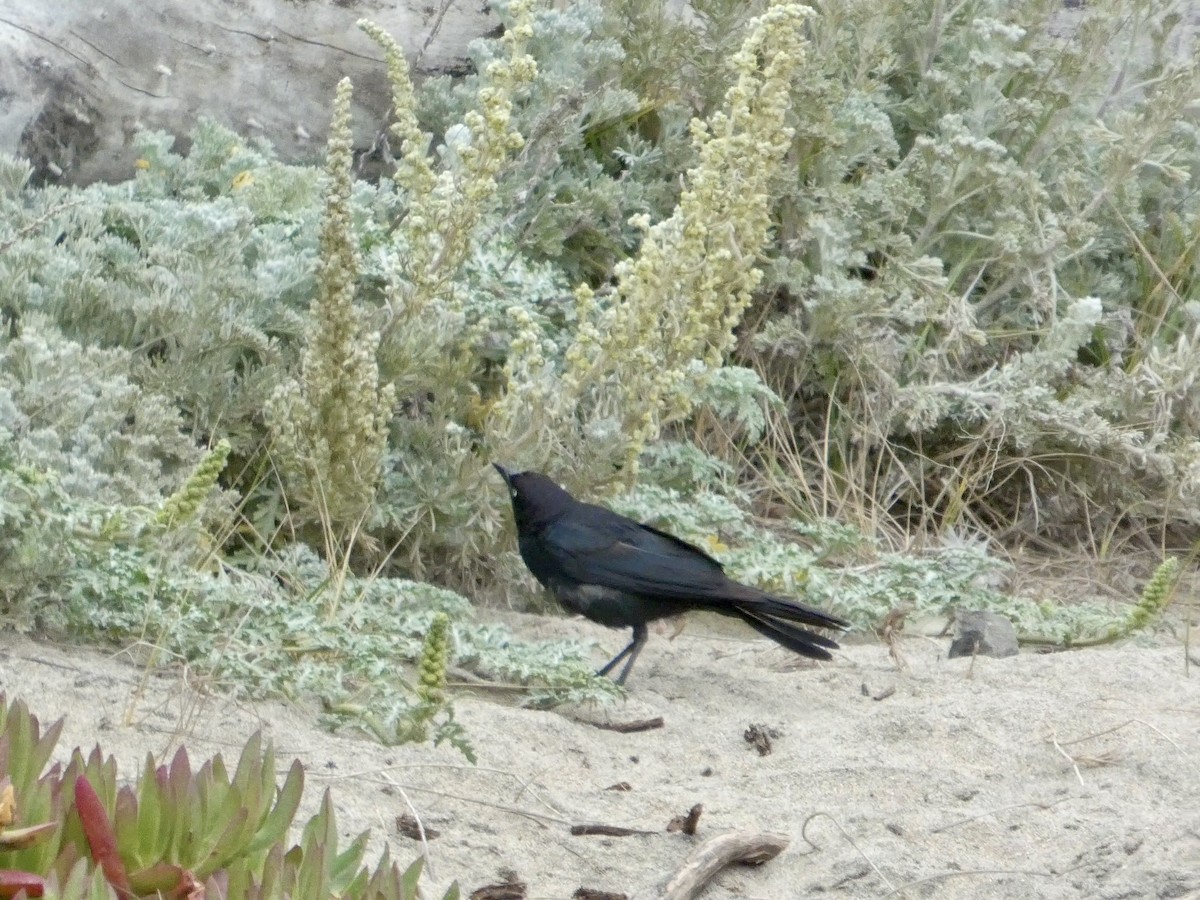 Brewer's Blackbird - ML638547145