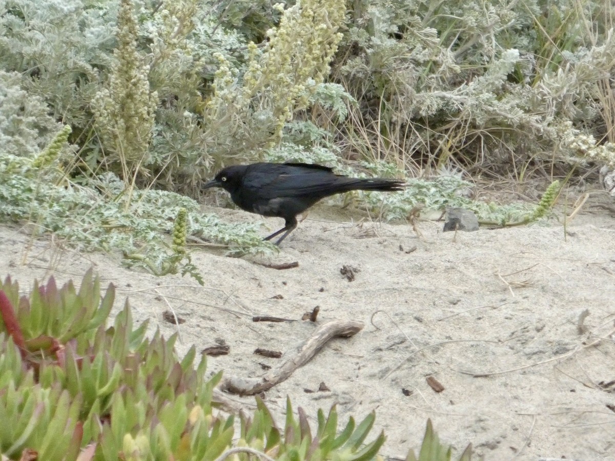 Brewer's Blackbird - ML638547146