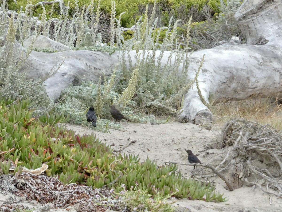 Brewer's Blackbird - ML638547147