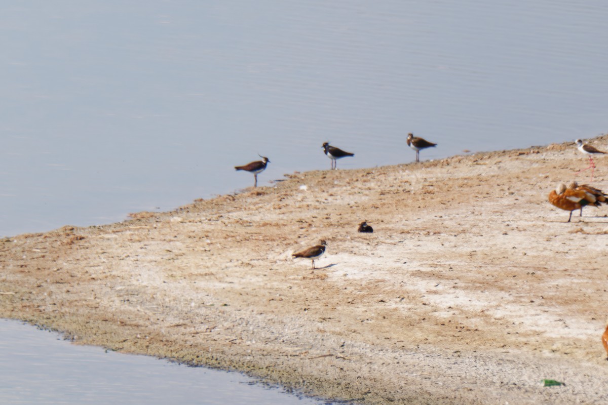 Northern Lapwing - ML638547181