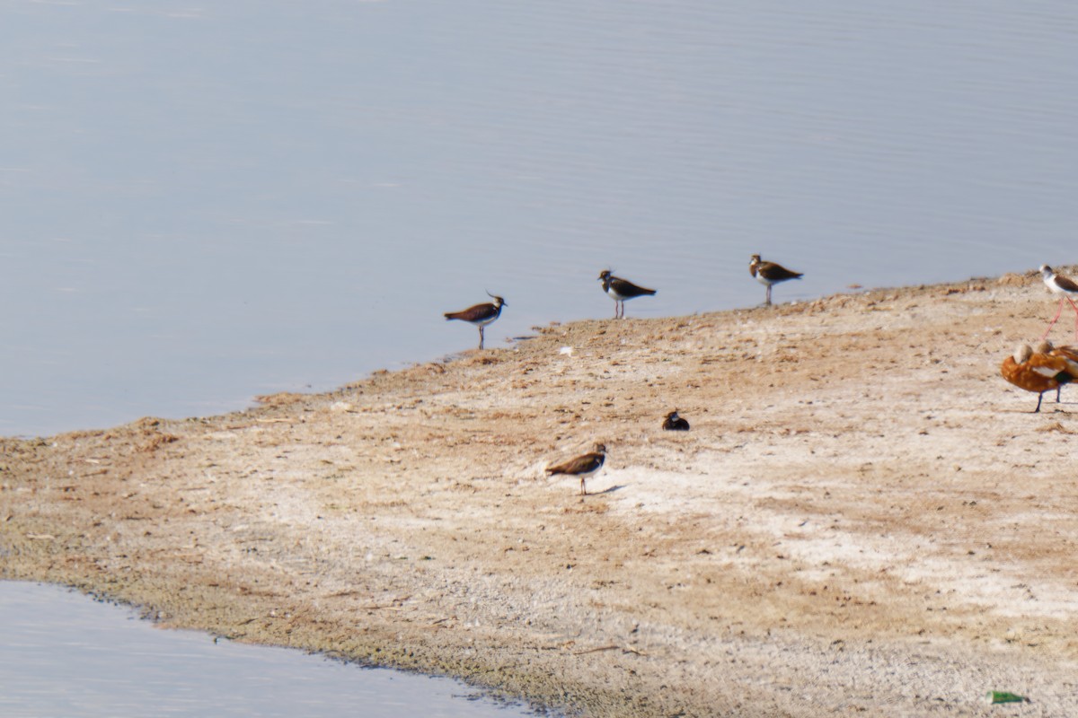 Northern Lapwing - ML638547182