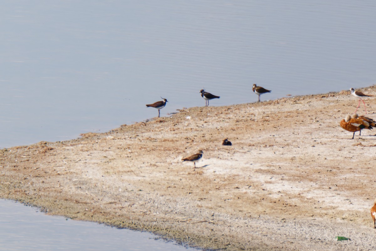 Northern Lapwing - ML638547183
