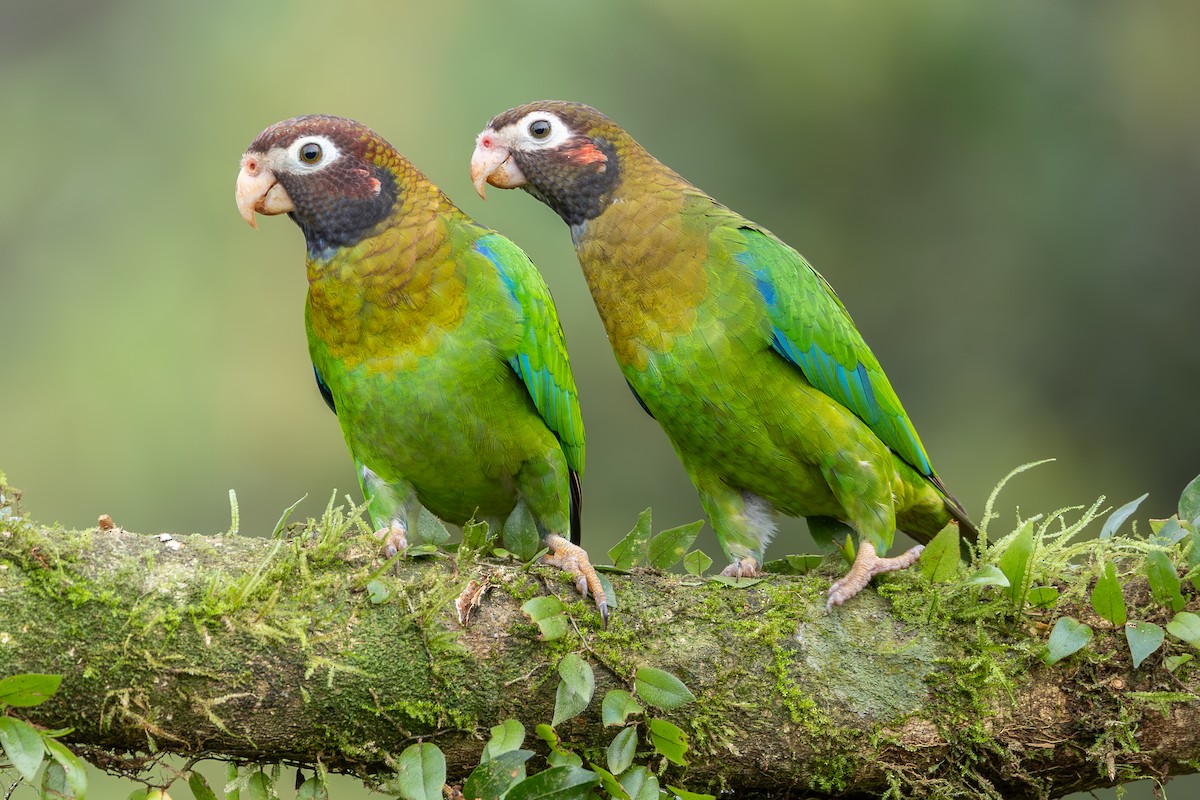 Brown-hooded Parrot - ML638547196