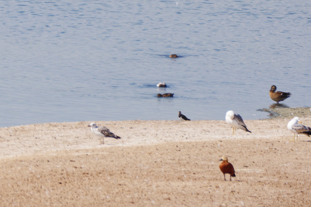 Armenian Gull - ML638547210
