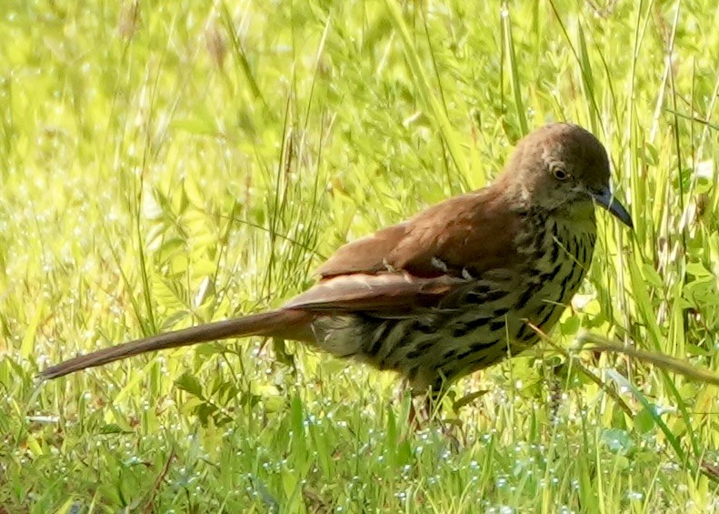 brunspottefugl - ML638547211