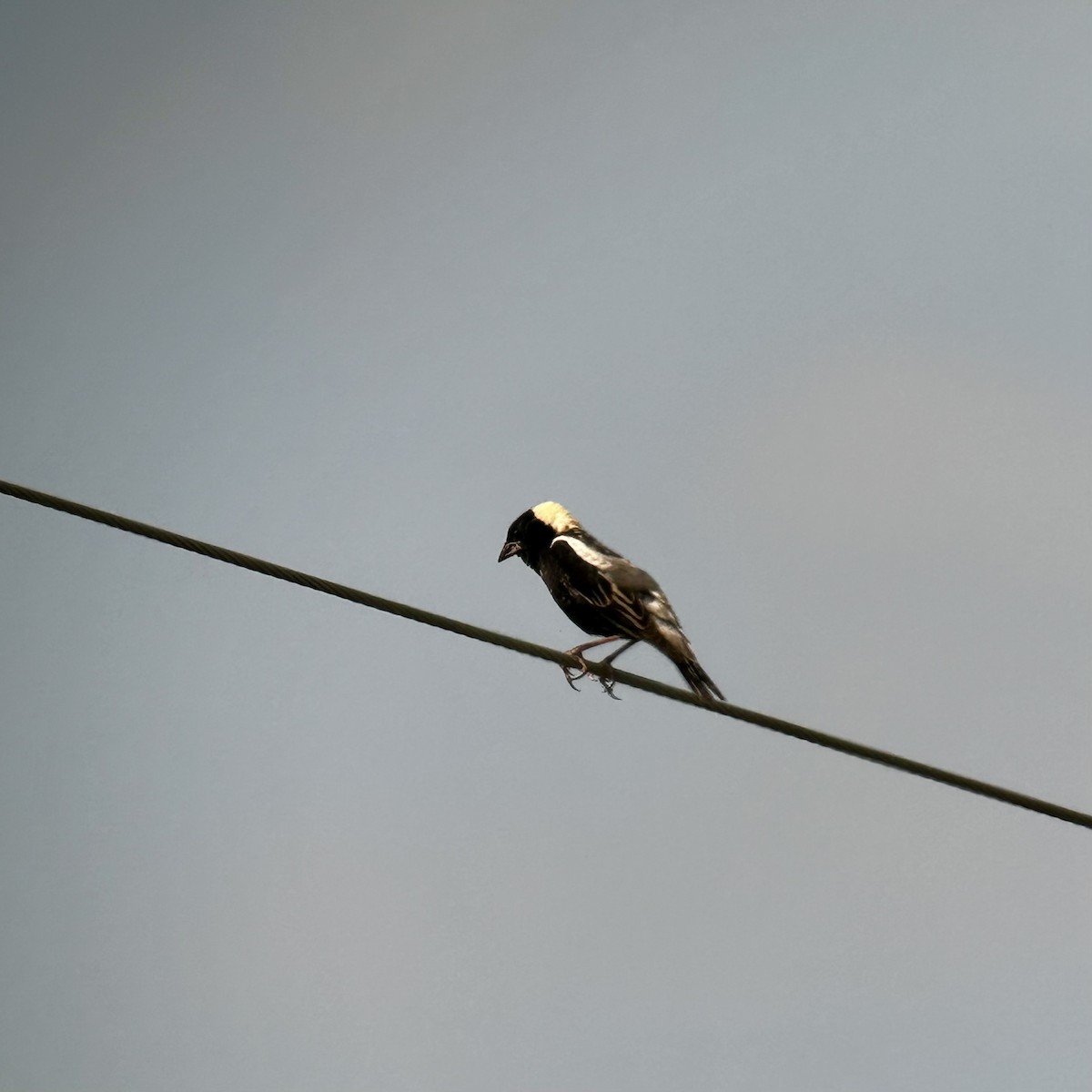 Bobolink - ML638547247