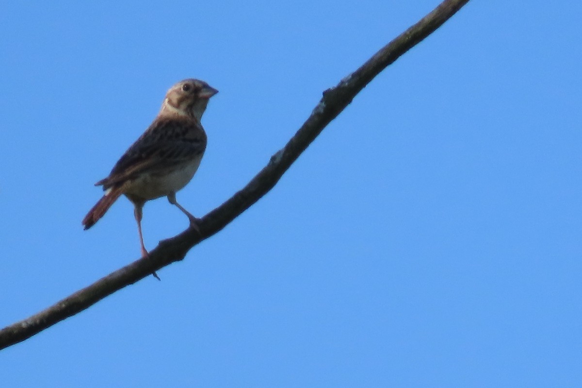 Vesper Sparrow - ML638547249