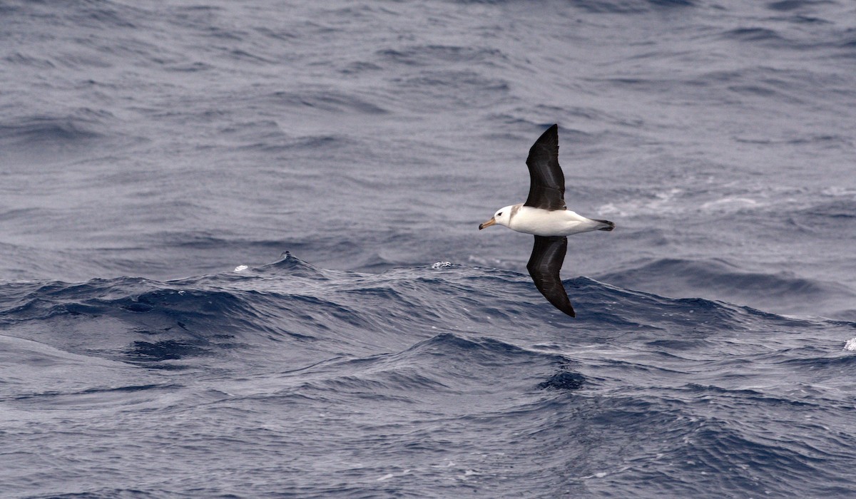 Schwarzbrauenalbatros - ML638547258