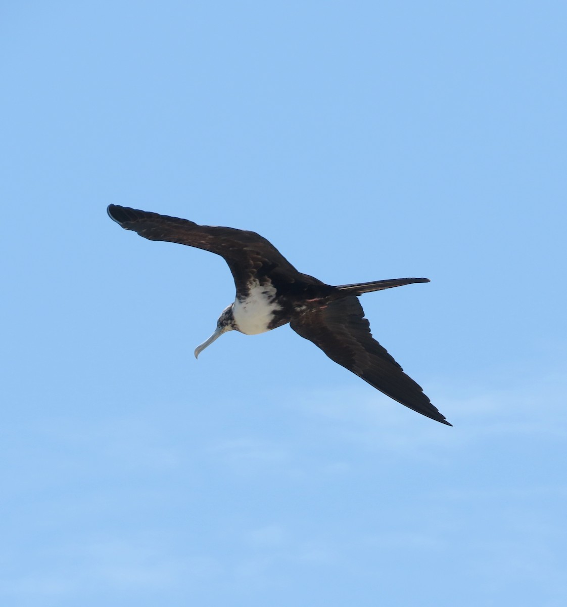 Magnificent Frigatebird - ML638547264