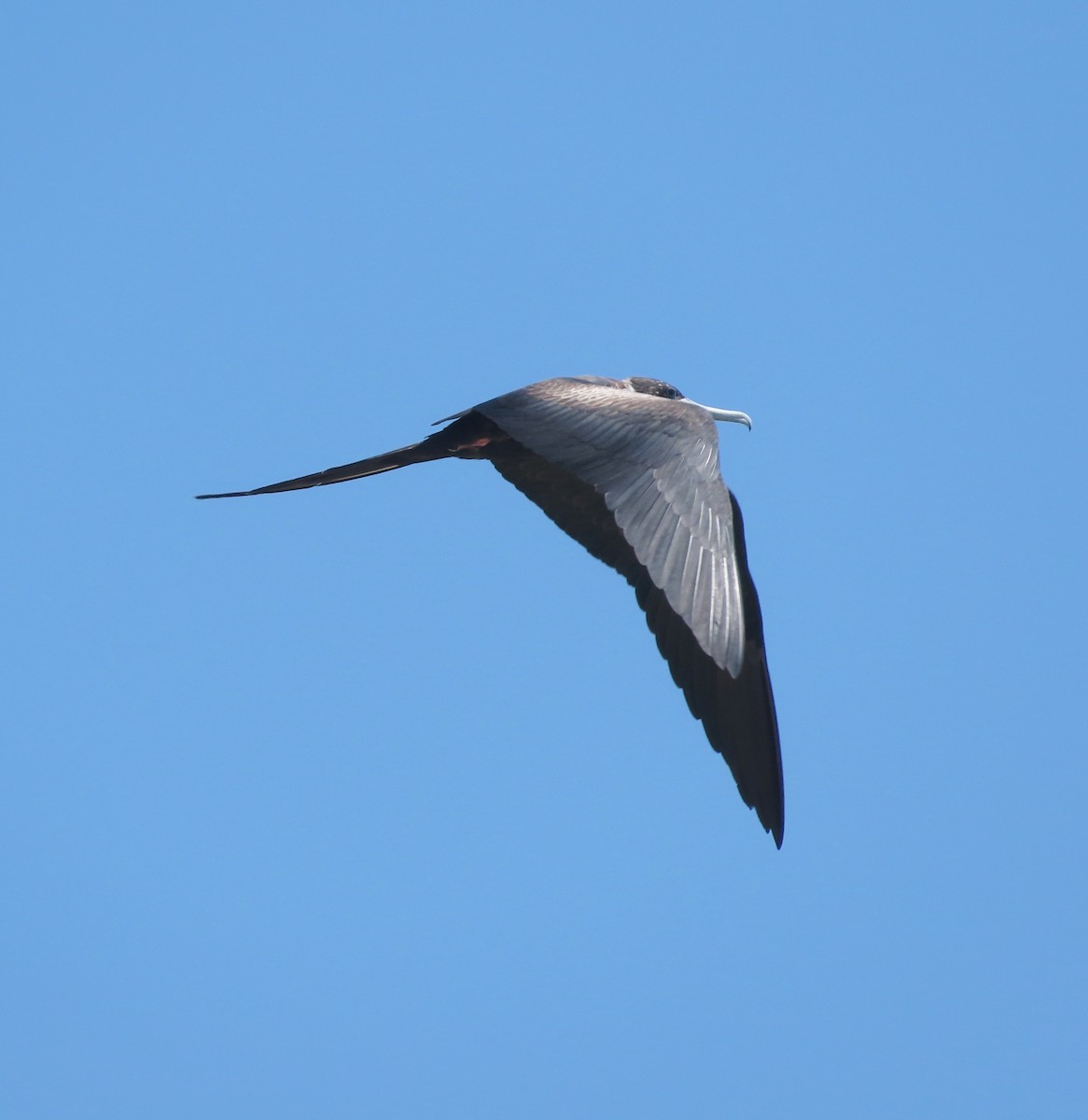 Magnificent Frigatebird - ML638547265