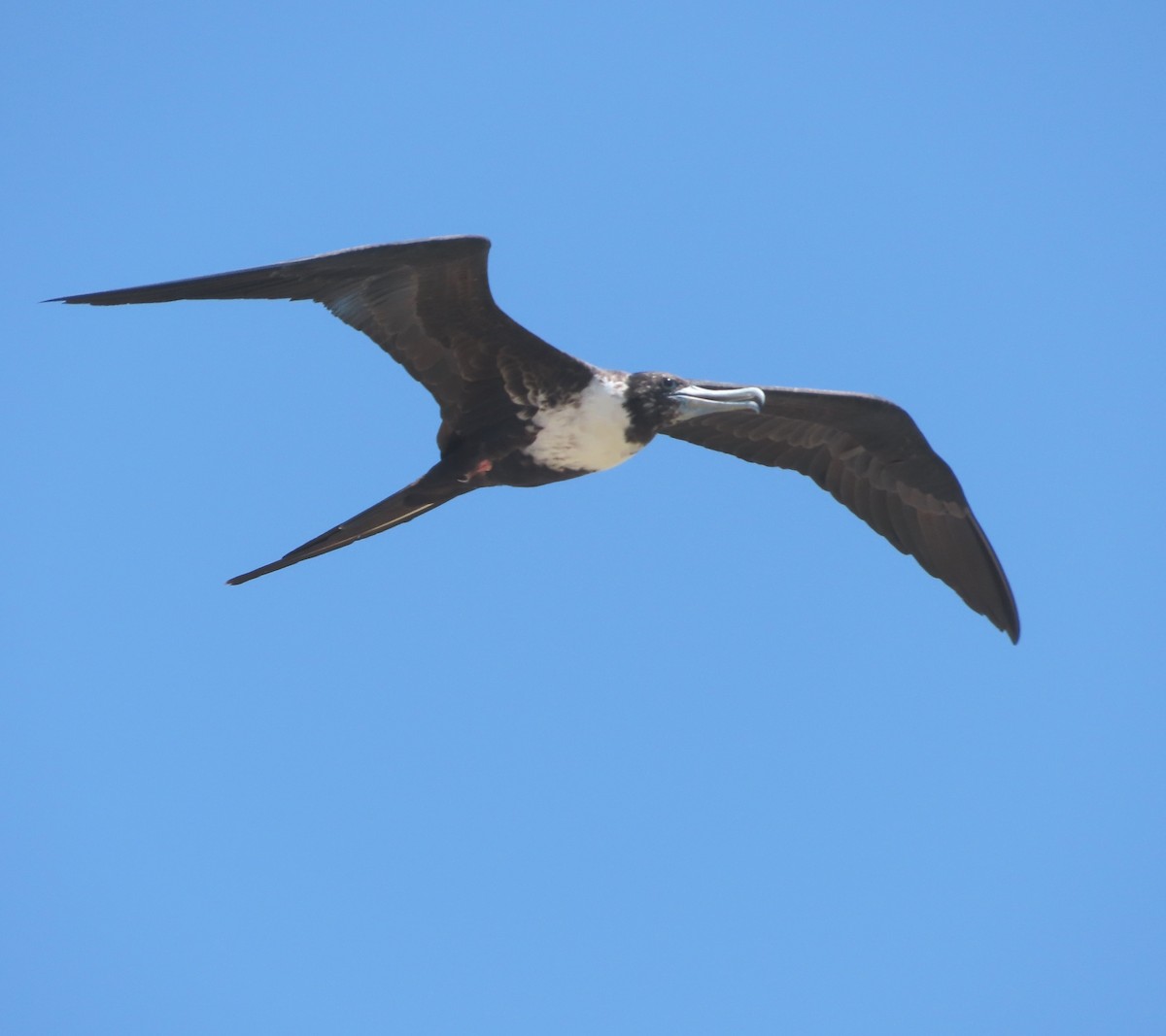 Magnificent Frigatebird - ML638547267