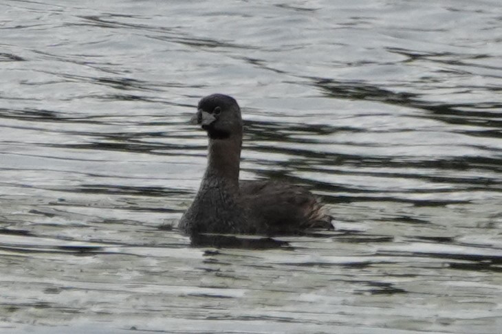 Pied-billed Grebe - ML638547287