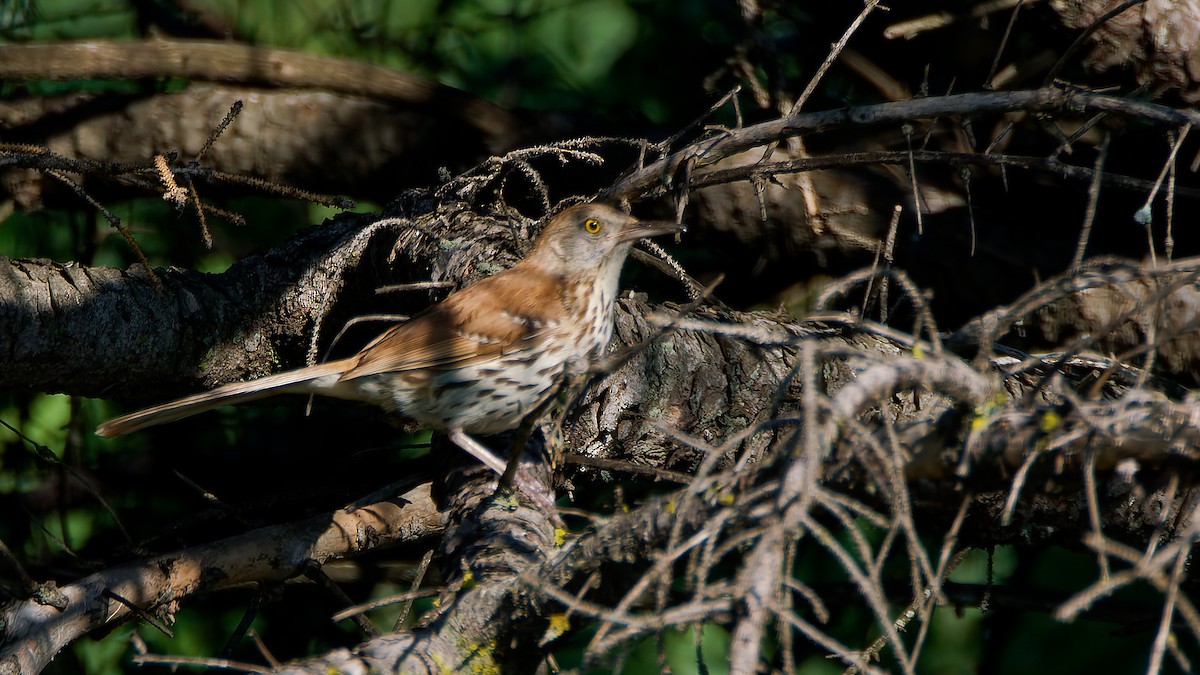 brunspottefugl - ML638547305