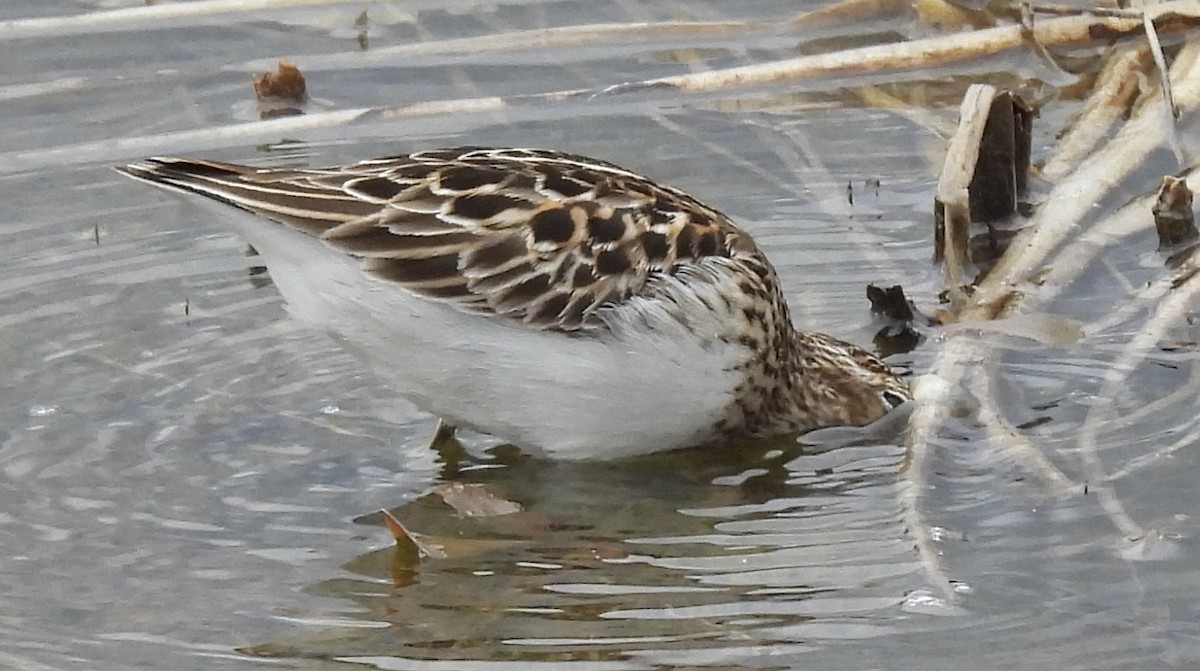 Least Sandpiper - ML638547331