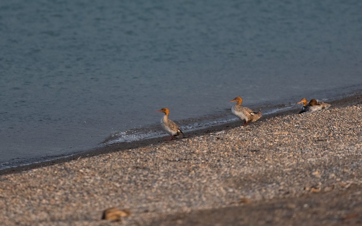 Red-breasted Merganser - ML638547335