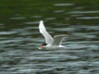 Forster's Tern - ML638547338