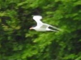 Forster's Tern - ML638547350
