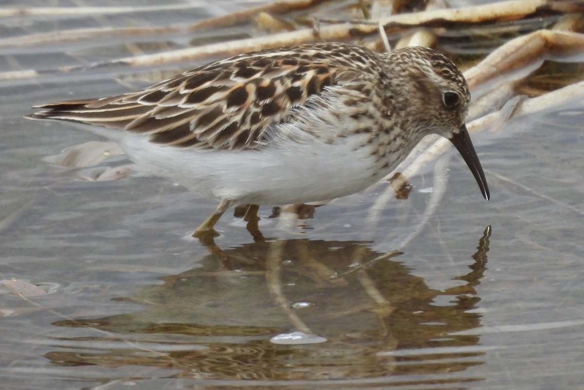 Least Sandpiper - ML638547351