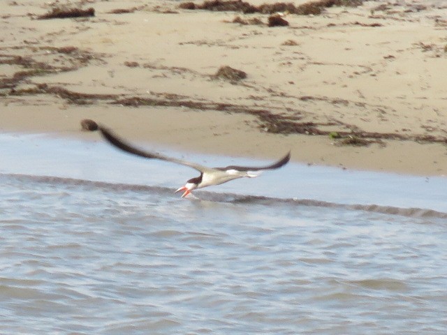 Black Skimmer - ML638547357