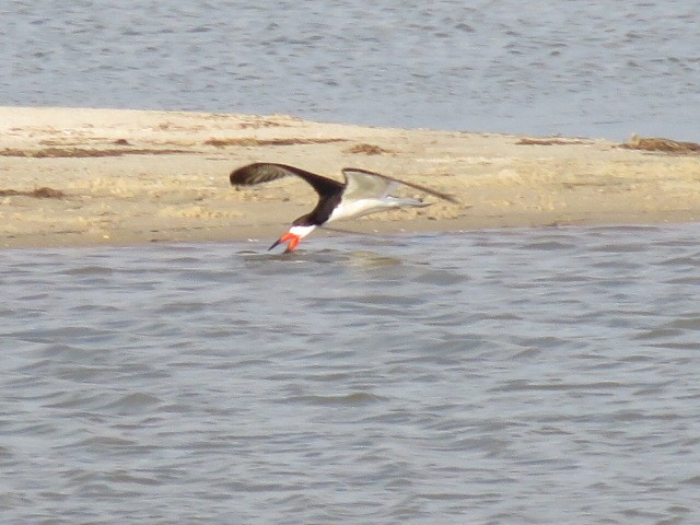 Black Skimmer - ML638547358