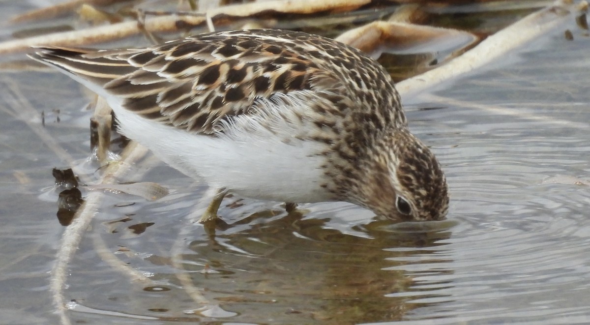 Least Sandpiper - ML638547397