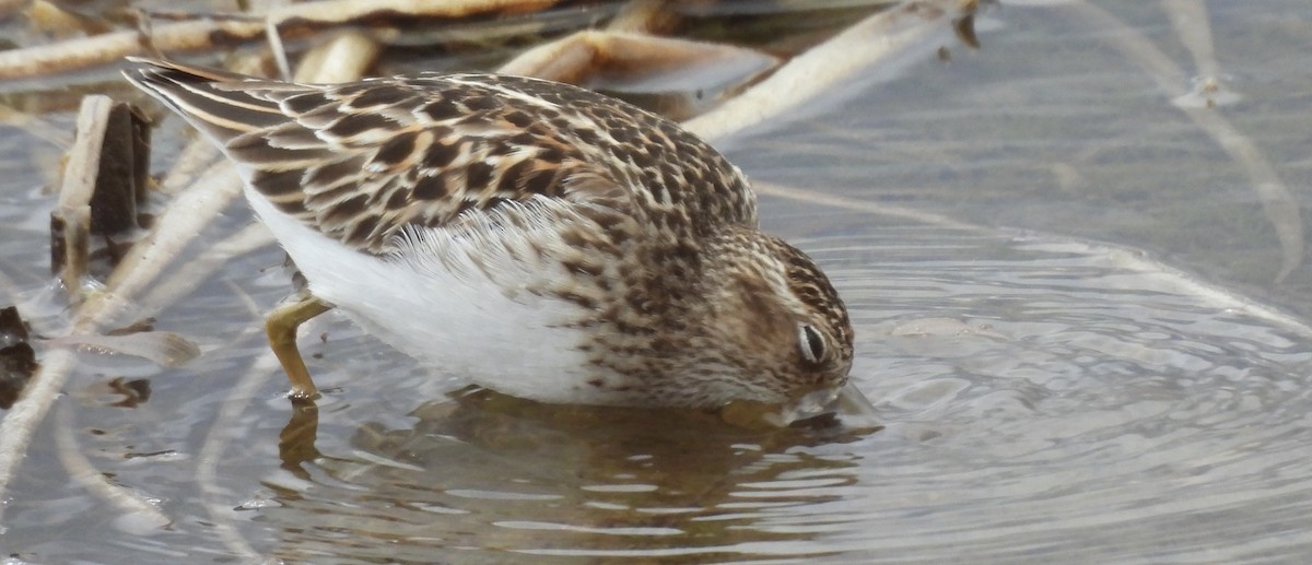 Least Sandpiper - ML638547405