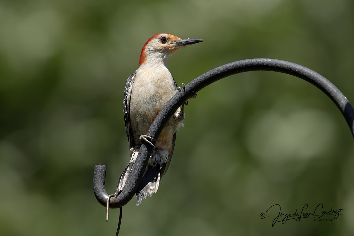 Red-bellied Woodpecker - ML638547420