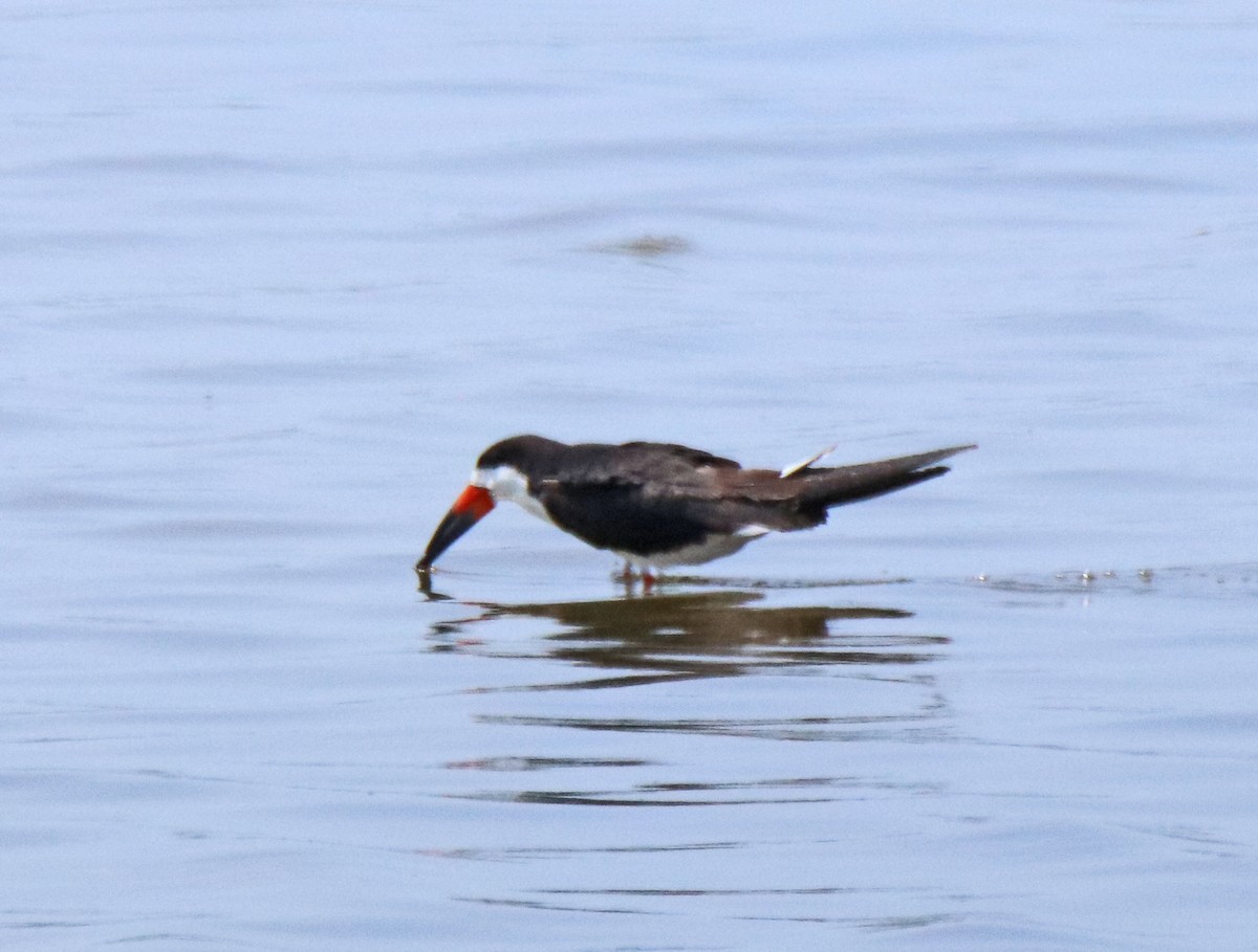 Black Skimmer - ML638547428