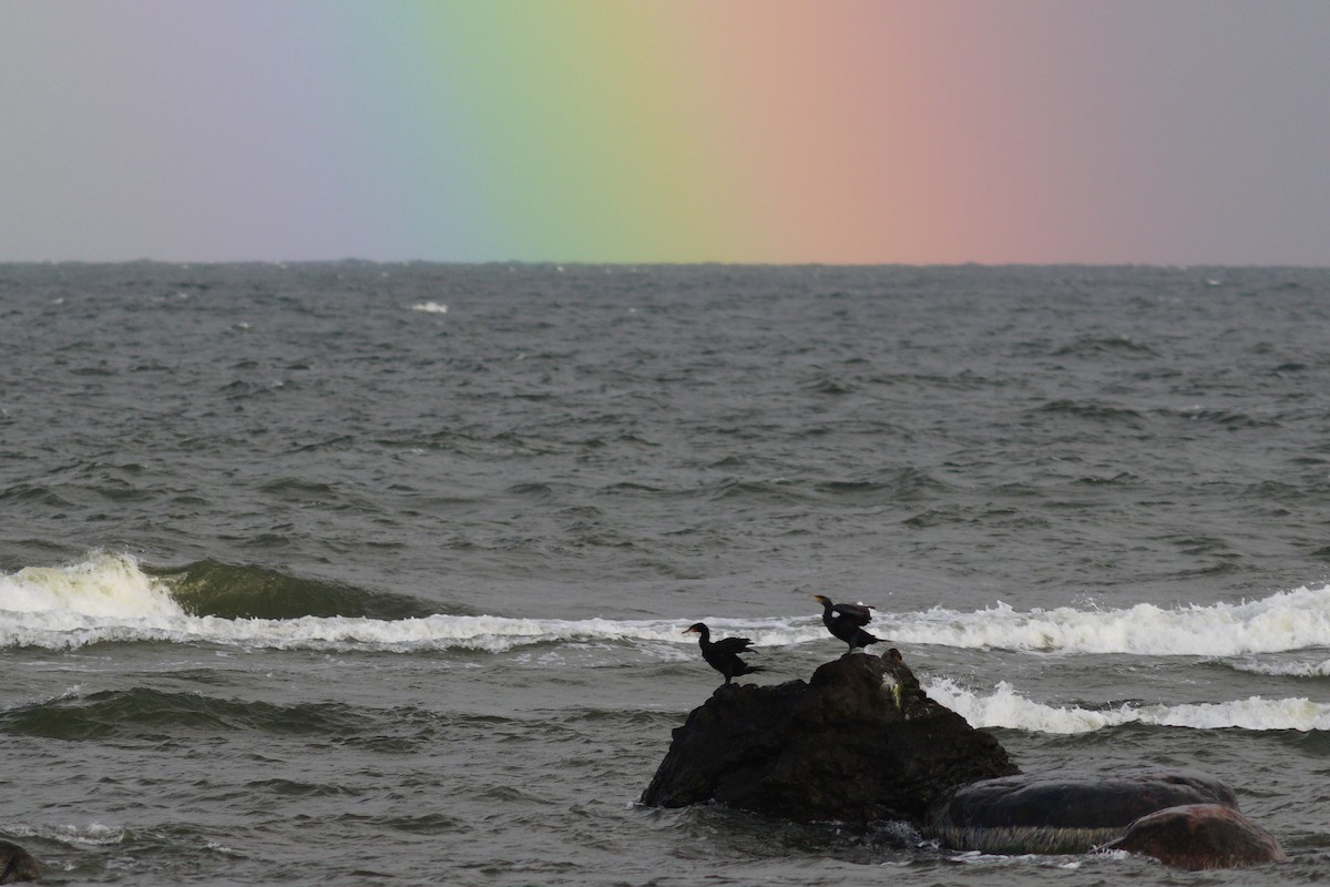 Great Cormorant - ML638547433
