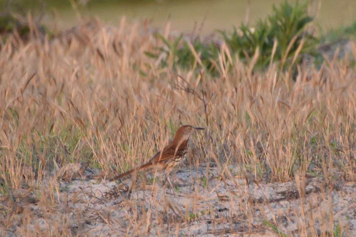 brunspottefugl - ML638547451