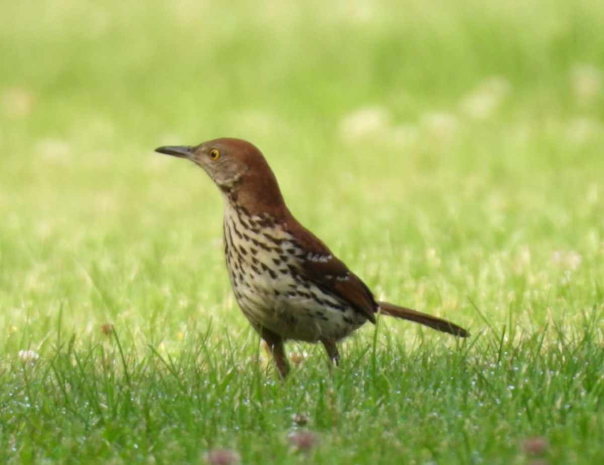 brunspottefugl - ML638547482