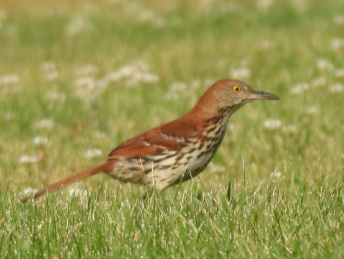 brunspottefugl - ML638547495